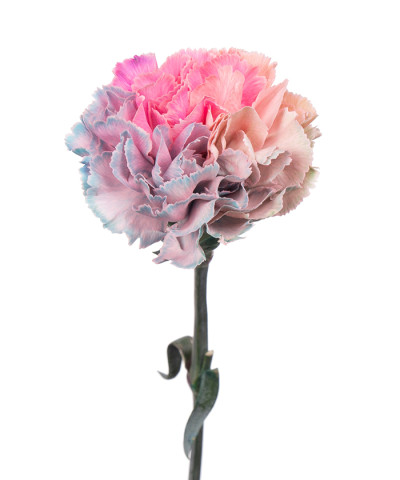 Диантус крашеный Лаки чармс