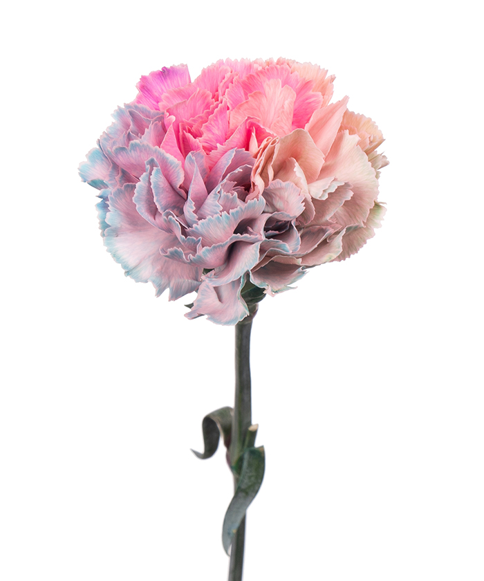 Диантус крашеный Лаки чармс, поштучно