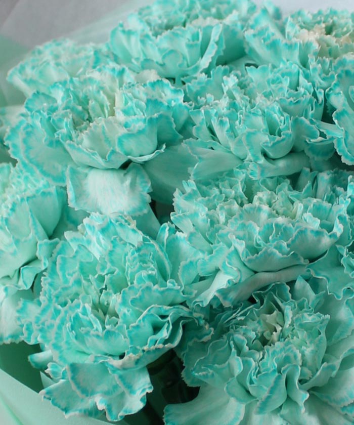 Диантусы крашеные, мятные и зелёные оттенки, поштучно