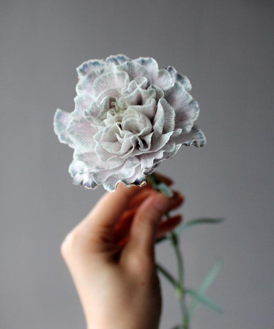 Диантусы крашеные, серые оттенки