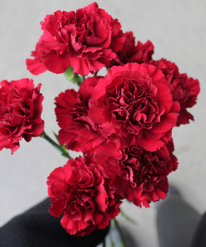 Красные гвоздики, в ассортименте, поштучно