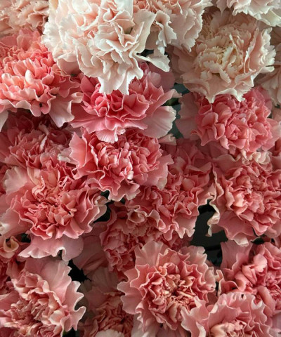 Диантусы Донсел, поштучно