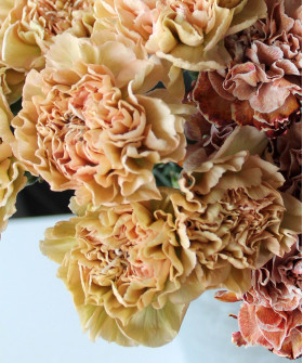 Диантусы Карамель, в ассортименте