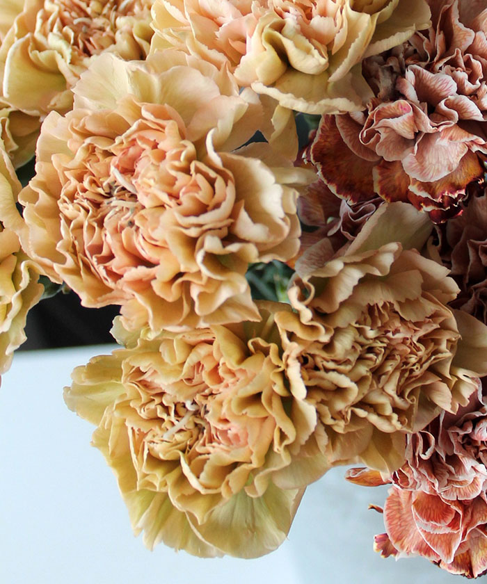 Диантусы Карамель, в ассортименте