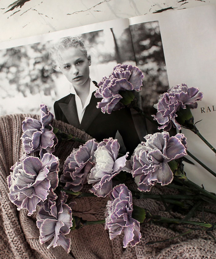 Диантусы крашеные, в фиолетовых оттенках, поштучно