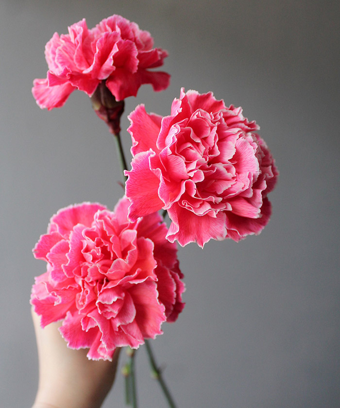 Диантусы крашеные, в розовых оттенках, поштучно