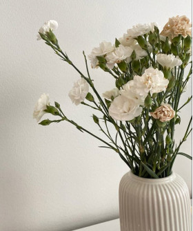 Диантусы кустовые, цвет в ассортименте, поштучно