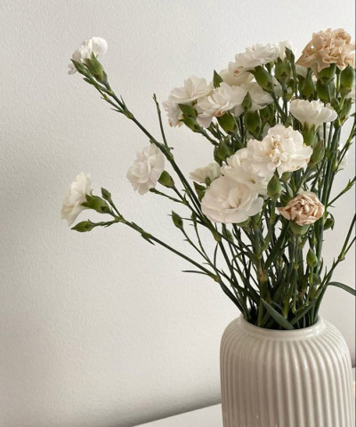 Диантусы кустовые, цвет в ассортименте, поштучно