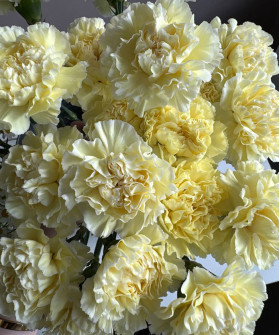 Диантусы лимонные, жёлтые оттенки, поштучно