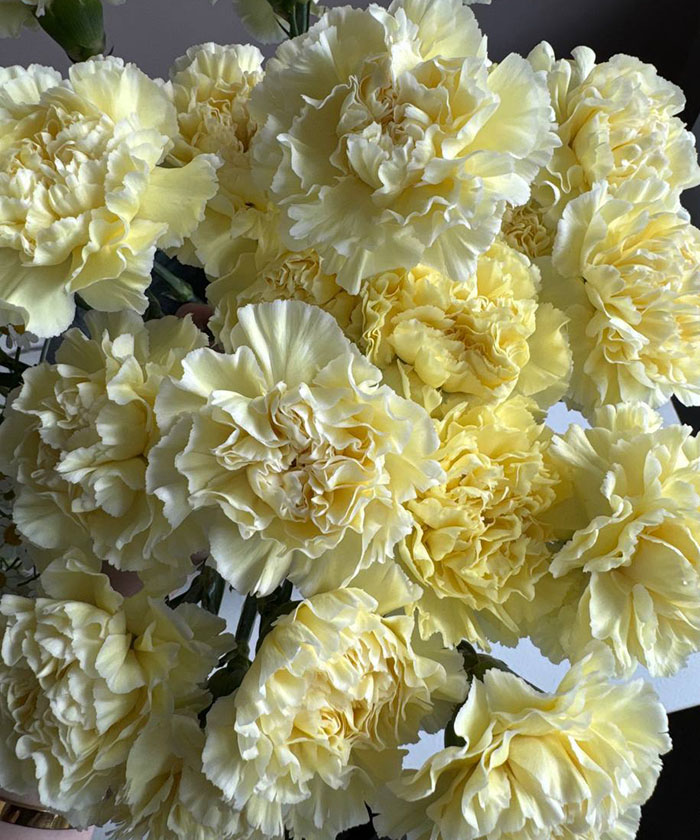 Диантусы лимонные, жёлтые оттенки, поштучно