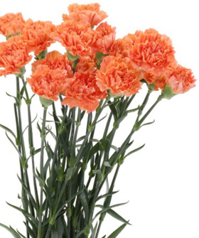 Диантусы оранжевые, поштучно