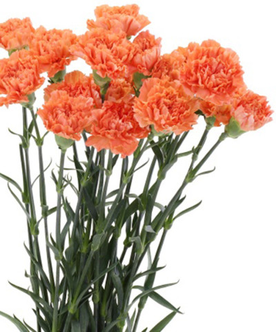Диантусы оранжевые, поштучно