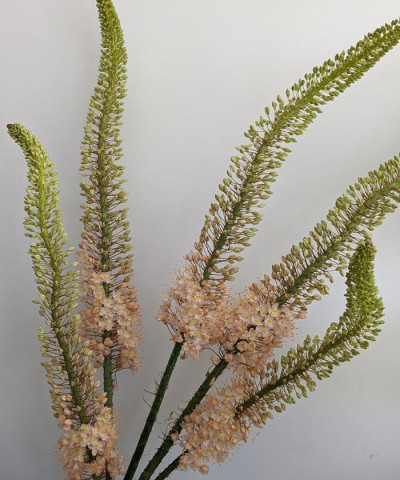  Эремурус, поштучно