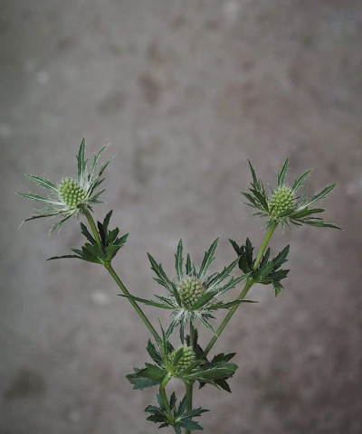 Эрингиум белый, поштучно