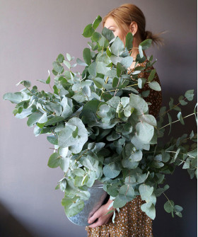 Эвкалипт Цинерия, поштучно