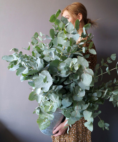 Эвкалипт Цинерия, поштучно