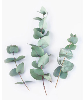 Эвкалипт L-25см