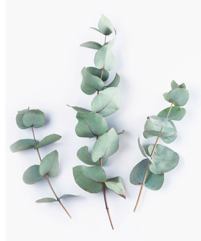 Эвкалипт L-25см