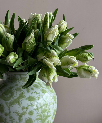 Французские тюльпаны супер Перрот бело-зелёные, поштучно