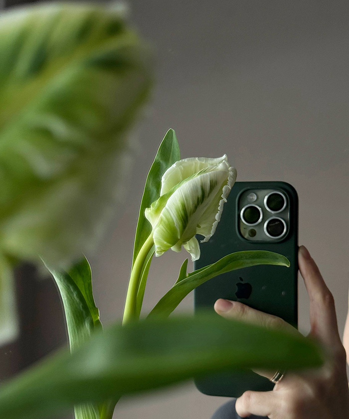 Французские тюльпаны супер Перрот бело-зелёные, поштучно