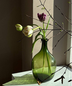 Французские тюльпаны высокие h40-50см, в ассортименте, поштучно