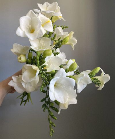 Фрезия белая, поштучно 