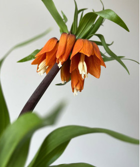 Фритиллярия, поштучно