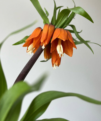 Фритиллярия, поштучно