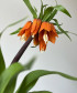 Фритиллярия, поштучно