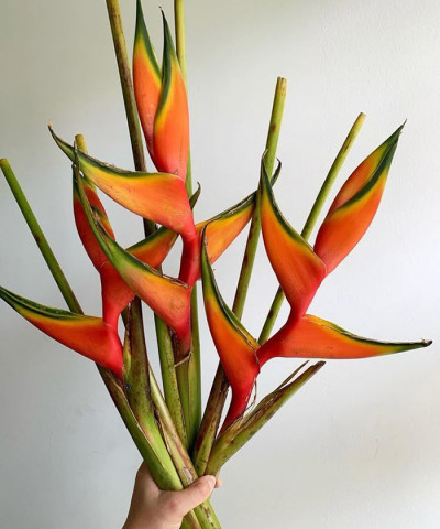 Геликония, поштучно