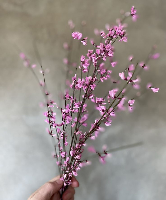 Гениста розовая, поштучно