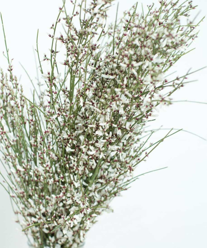 Гениста, поштучно