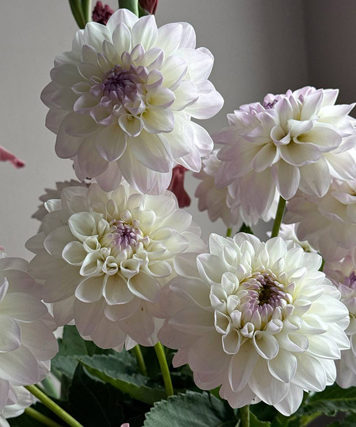 Георгины, бело-сиреневые, поштучно