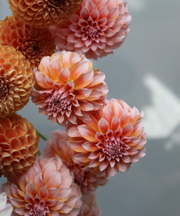 Георгины Пичес лотосовидные, поштучно