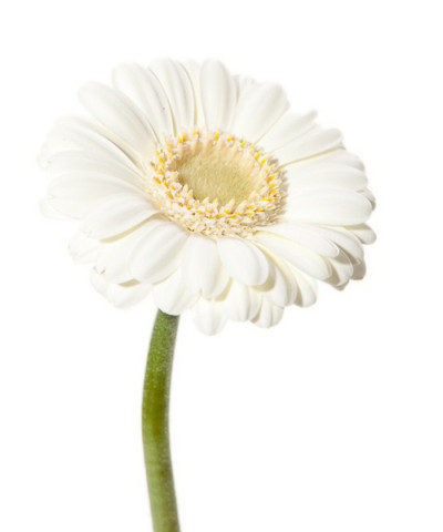 Гермини белые, поштучно