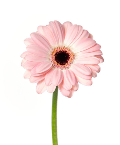 Гермини Дуэт, поштучно