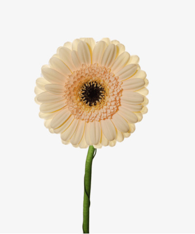 Гермини Кафе, поштучно