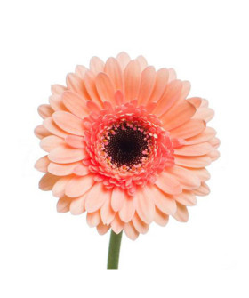 Гермини кукис энд крем, поштучно