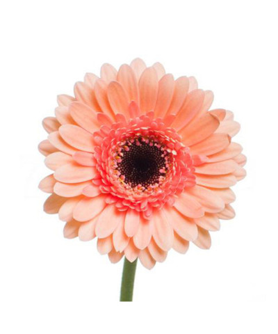 Гермини кукис энд крем, поштучно