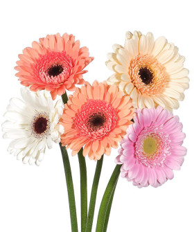 Гермини микс, в ассортименте, поштучно