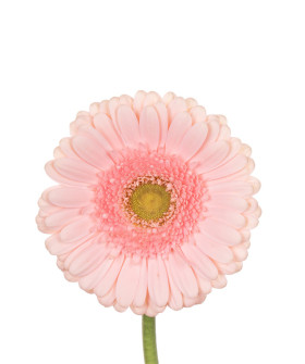 Гермини светло-розовые, поштучно 