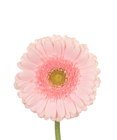 Гермини светло-розовые, поштучно 