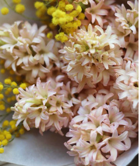 Гиацинты персиковые или оранжевые, в ассортименте