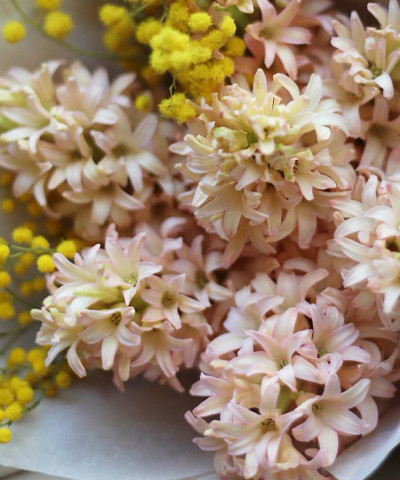 Гиацинты персиковые или оранжевые, в ассортименте