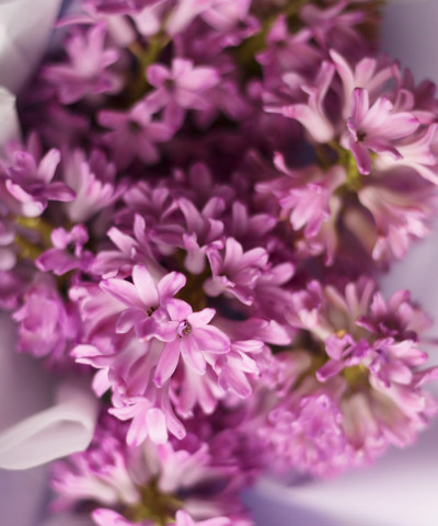 Гиацинты розовые