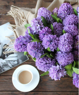 Гиацинты сиреневые и розовые, поштучно