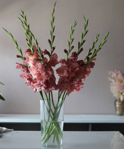 Гладиолусы Шоколад, поштучно