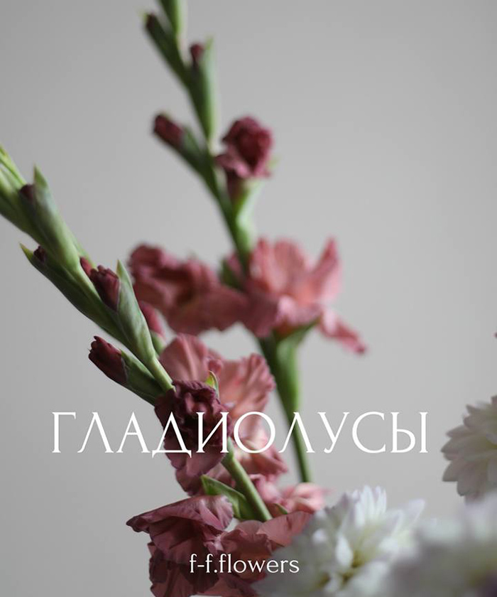 Гладиолусы Шоколад, поштучно