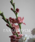 Гладиолусы Шоколад, поштучно