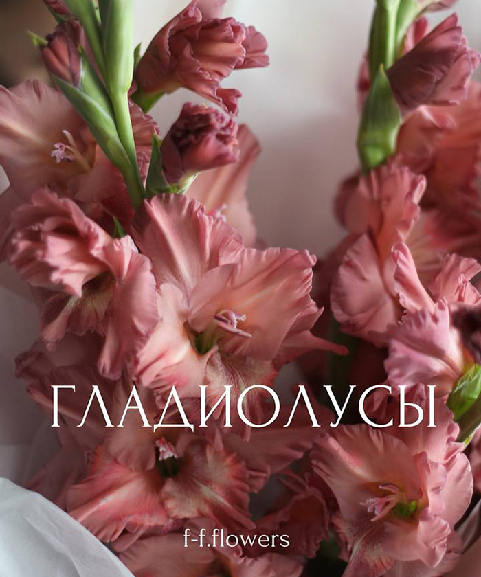 Гладиолусы Шоколад, поштучно